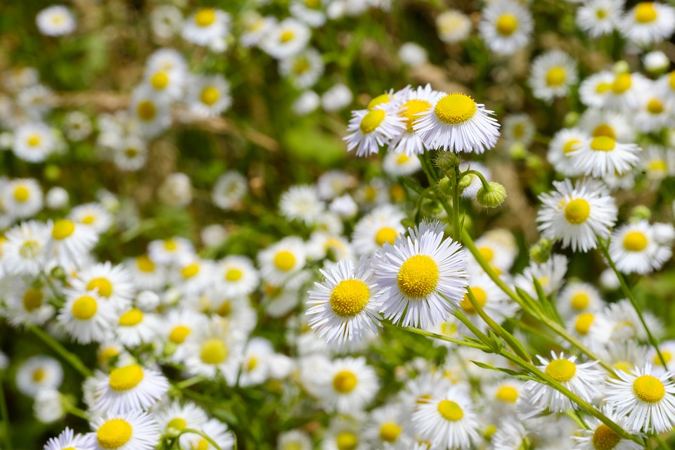 problemi udito rimedi naturali