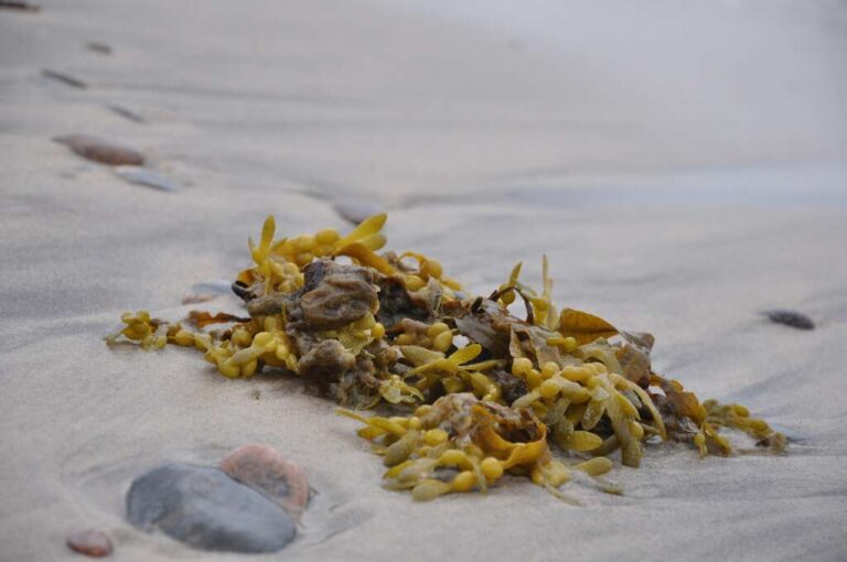 Alga Fucus per dimagrire: dal mare un aiuto per perdere peso