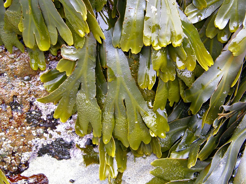 alga fucus per dimagrire