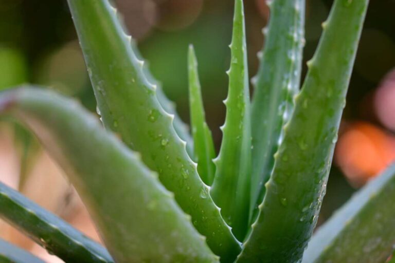 Aloe per dimagrire: i consigli per usarla al meglio